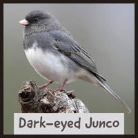 Dark-eyed Junco